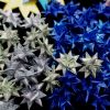 advent 2017  0040 20171229
