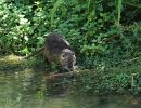 wanderer eppingen 2022 13 20220802